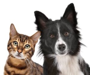 Breaking News: There is an increase in pets taking cocaine according to a recent study conducted by a helpline…